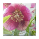 De Bloesems van Hellebore van de lente Geboortetegeltjes