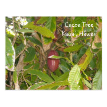 De Boom van Cacoa Wens Kaart
