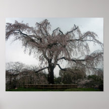 De boom van Sakura, Kyoto Poster