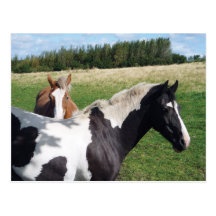 De Briefkaarten van de gevlekte & Paarden van de K Wenskaarten