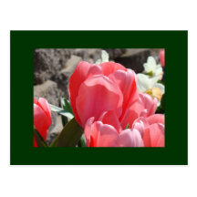 De briefkaarten van de Tuin van de tulp personalis Wenskaarten