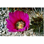 De Cactus van het calico of van de Egel Acryl Uitsneden
