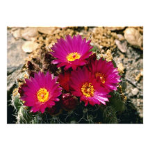 De Cactus van het vat bloeit Roze bloemen Uitnodiging