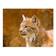 De Canadese Lynx van Fractalius Wens Kaarten