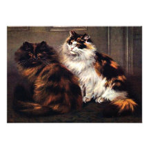 De #Caturday Uitnodiging van de Schildpad van Perz