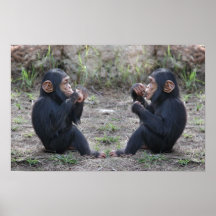 De Chimpansee van de chimpansee Posters
