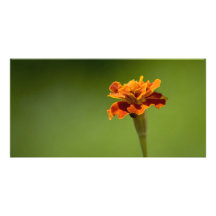 De Close-up van de Bloem van de goudsbloem Persoonlijke Fotokaart