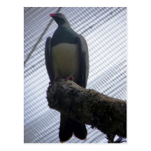 De Close-up van Kereru Wens Kaart