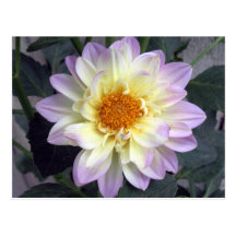 De Dahlia van de Room van de lavendel Wenskaart