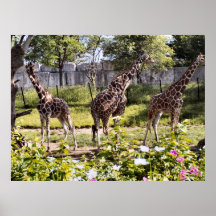De dierentuin van Indy Posters