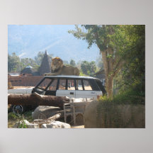 De Dierentuin van San Diego Plaat
