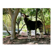 De Dierentuin van San Diego Wens Kaarten
