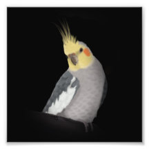 De Druk van Cockatiel Foto Prints