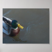 De druk van de eend print