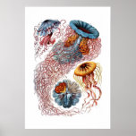 De Druk van de Kwallen van Haeckel Print