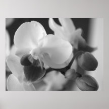De Druk van de orchidee Plaat