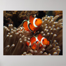 De Druk van de Vissen van de Clown van Nemo Poster