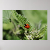 De druk van het lieveheersbeestje posters