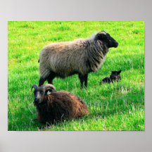 De Druk van schapen Poster