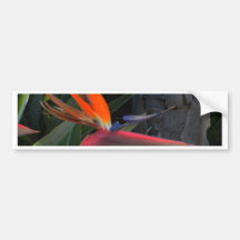 De Foto van de paradijsvogel Bumpersticker