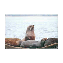 De Foto van zeeleeuwen Stretched Canvas Prints
