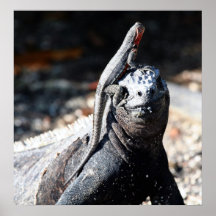 De Galapagos Print