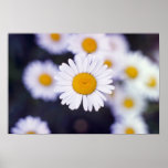 De gele bloemen van het Osseoog van Daisy (Leucant Poster