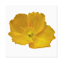 De gele Papaver Uitgerekte Druk van het Canvas Stretched Canvas Afdrukken