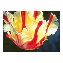 de gele tulpen van de Papegaai, "de bloemen het Vl Uitnodigingen