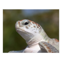De groene Schildpad van het Zee Persoonlijke Uitnodiging