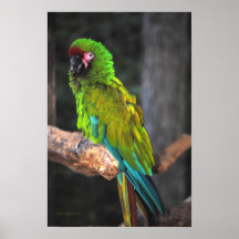 De grote Groene Ara Print