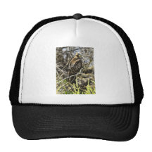 De Havik van Redtailed Petten