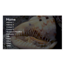 De helm van de vlam (flammea van Cassissen) Shell Visitekaartje