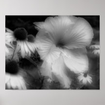 De hibiscus bloeit dicht omhoog de Zwarte Witte Dr Poster