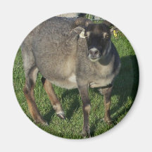 De Ijslandse Schapen van de Ooi Koelkast Magneet