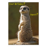 De Kaart van de Verjaardag van Meerkat