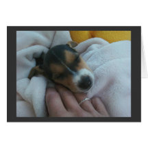 De kaart van het Puppy van Terrier van de rat