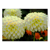 De Kaart van Pom Pom van de Bloemen van de dahlia kaarten