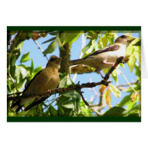 De Kaarten van de Foto van de fauna