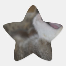 De Kat van de aanval Ster Stickers