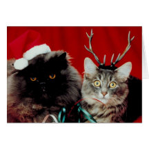 De Kerstkaart van Meowy