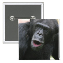 De Knoop van het Praatje van de chimpansee Speld Button