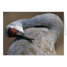 De Kraan van Sandhill in Bosque del Apache Kaarten