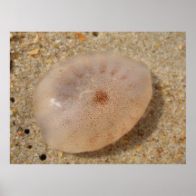 De Kwallen van Beached Plaat