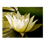De l'eau carte lilly cartes postales