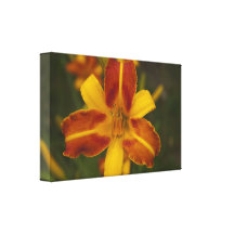 De Lelie van de tijger Gallerij Wrap Canvas