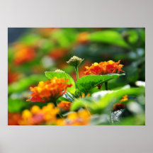 de lente bloemen poster