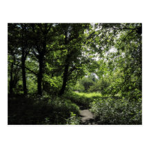 De lente in Bos 03 Wenskaart