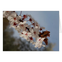De lente in Frankrijk Wenskaarten