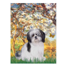 De lente - Shih tzu (a) Wens Kaarten
